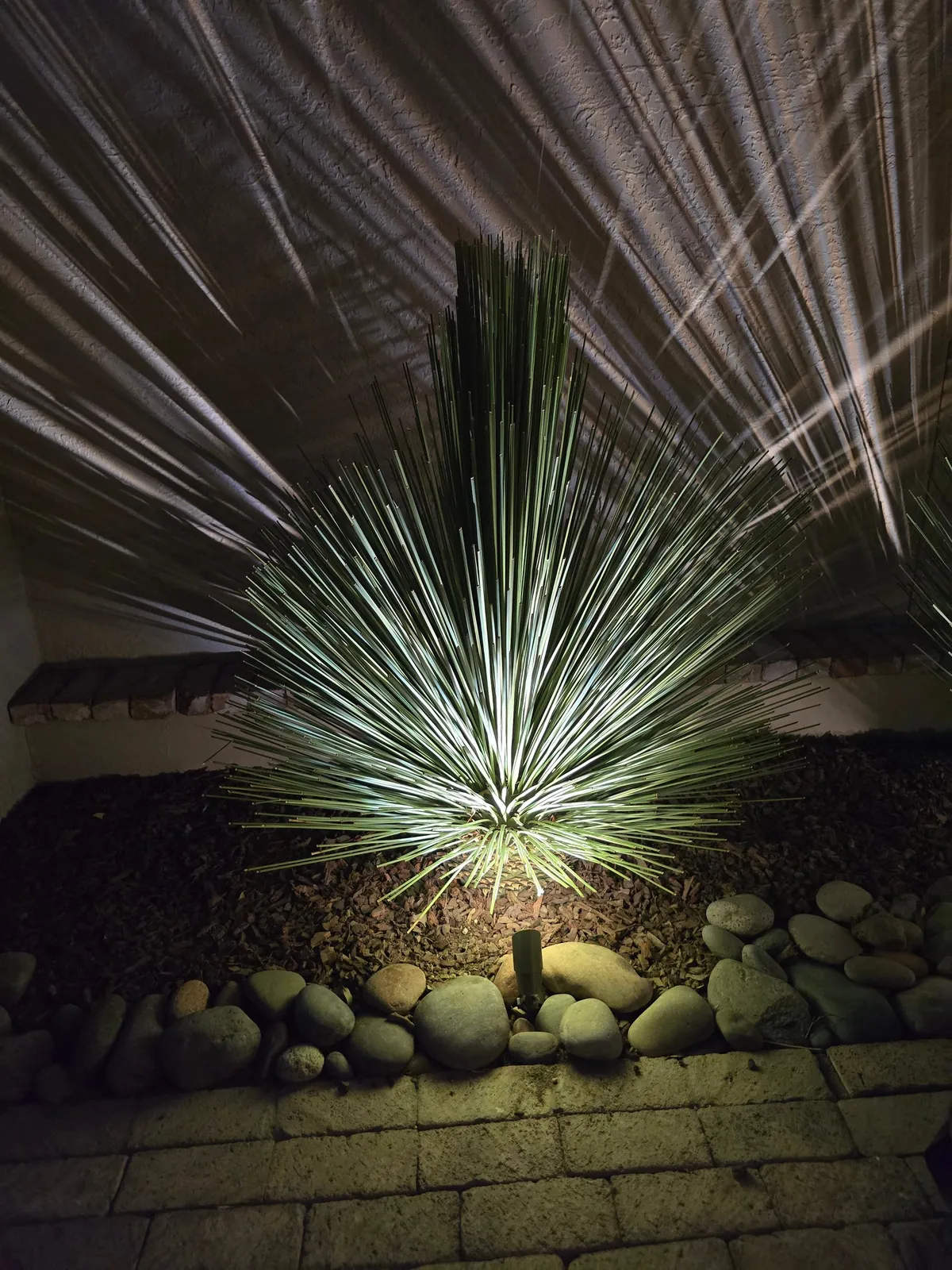 Landscape lighting illuminating a desert yucca in a finished El Paso yard at night